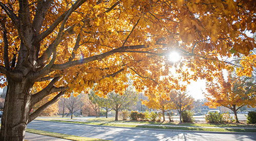 Fall leaves on the K-State campus.
