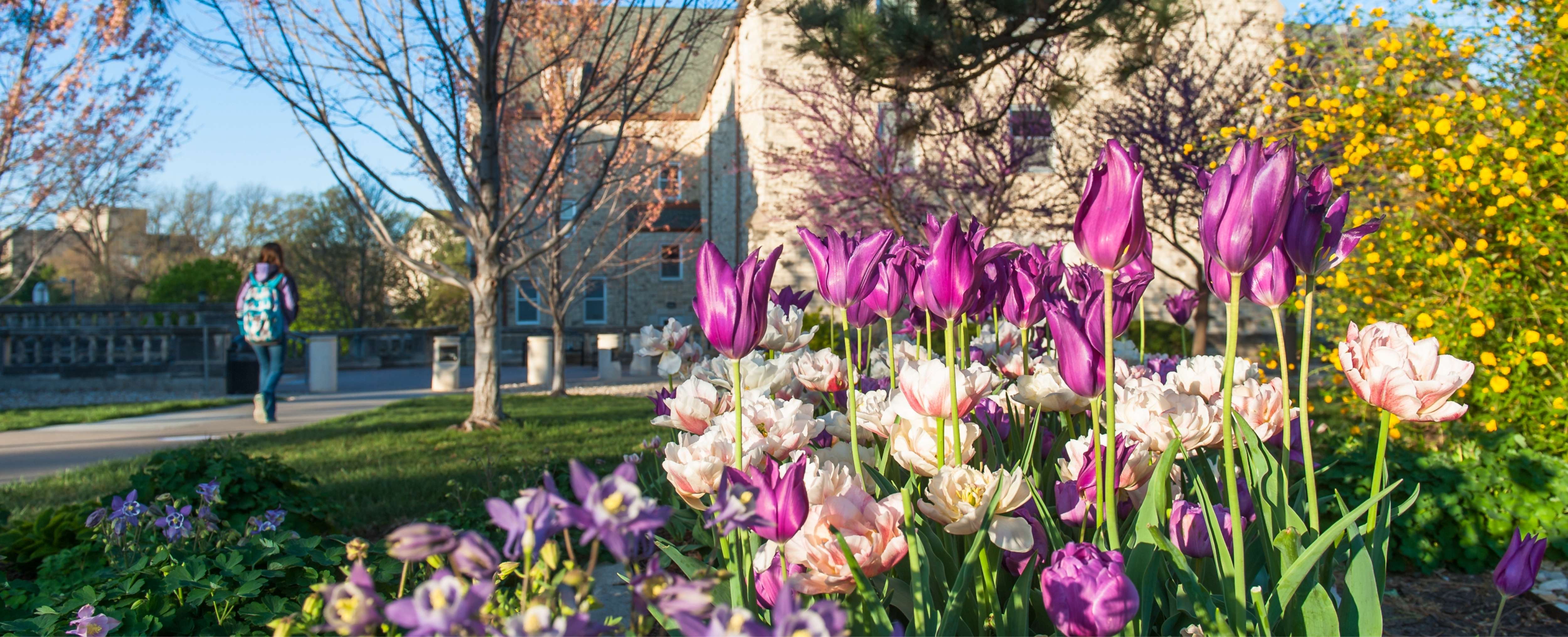 Pink tulips bloom on a college campus.