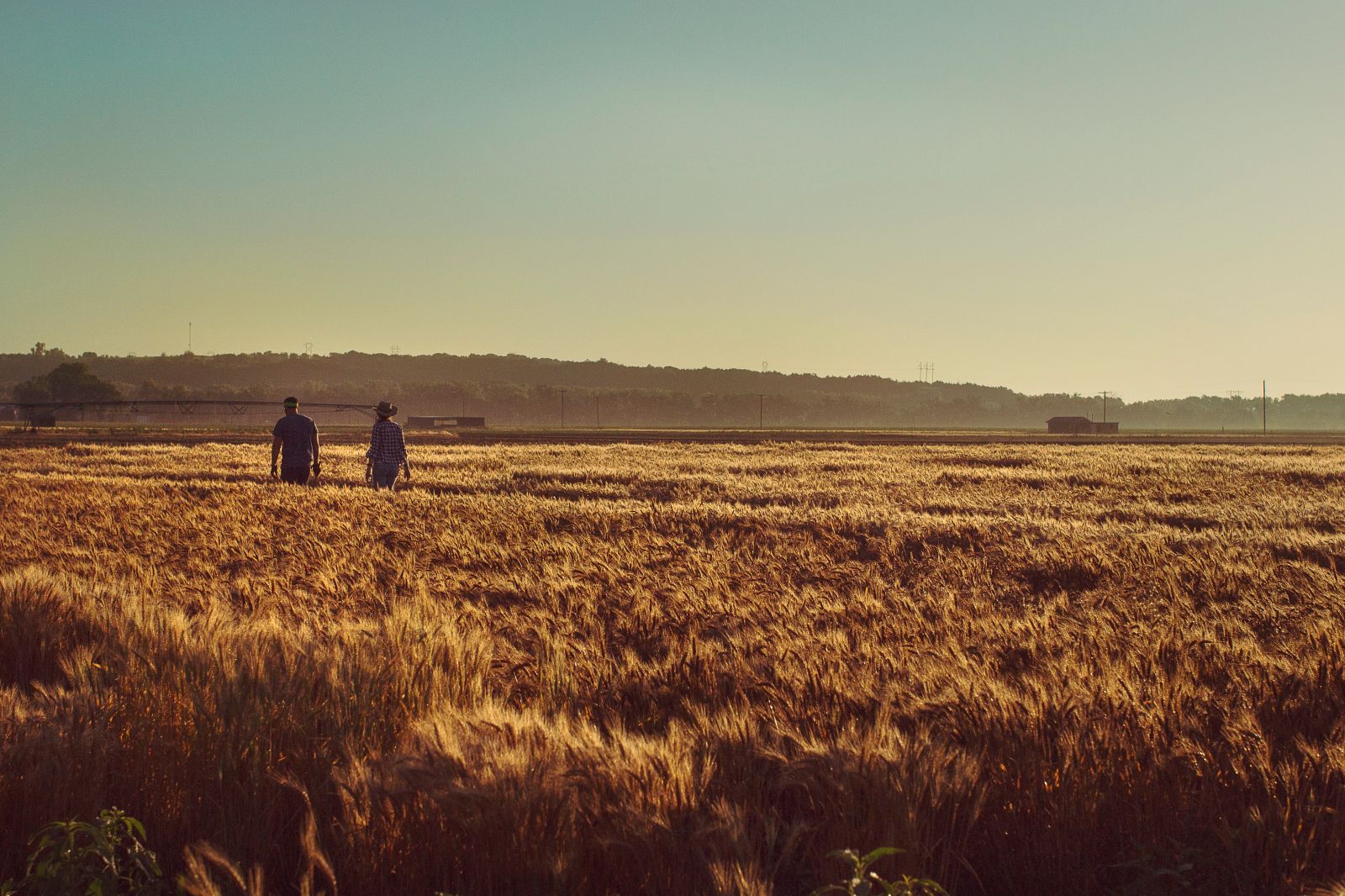 wheat
