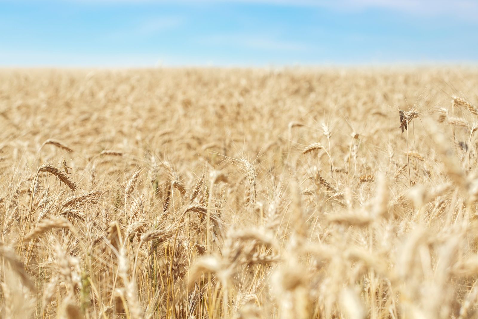 wheat