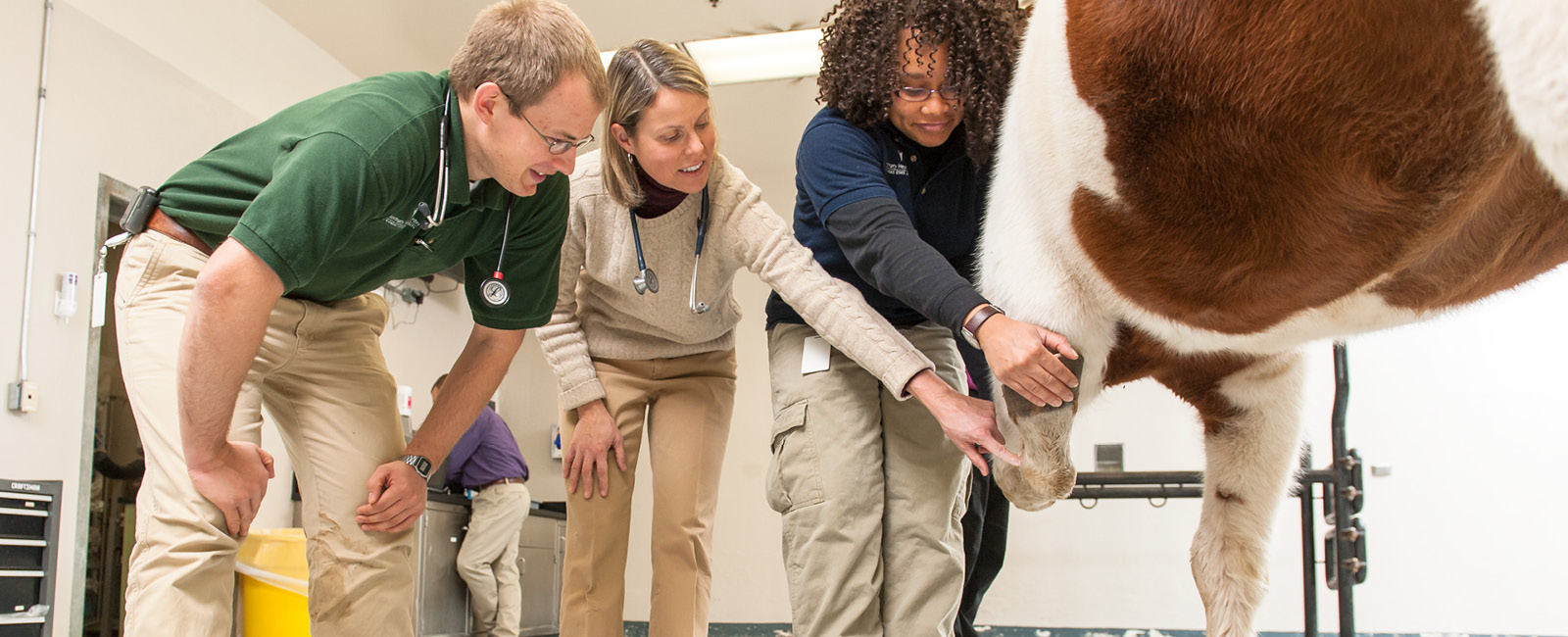 Bachelor s Degree In Animal Science Online INFOLEARNERS