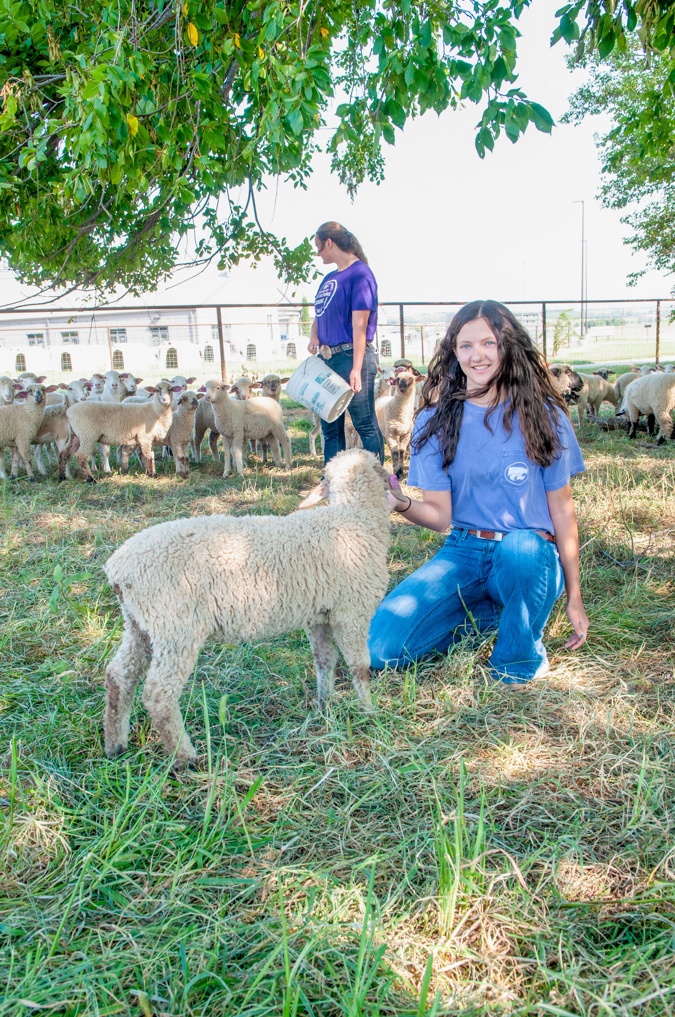 Animal Sciences & Industry Undergraduate