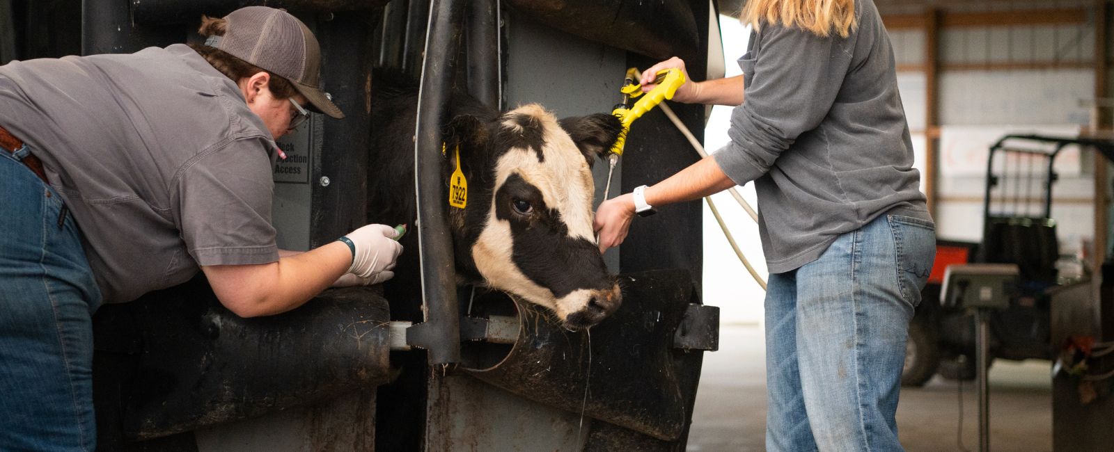 K-State Animal Sci Students