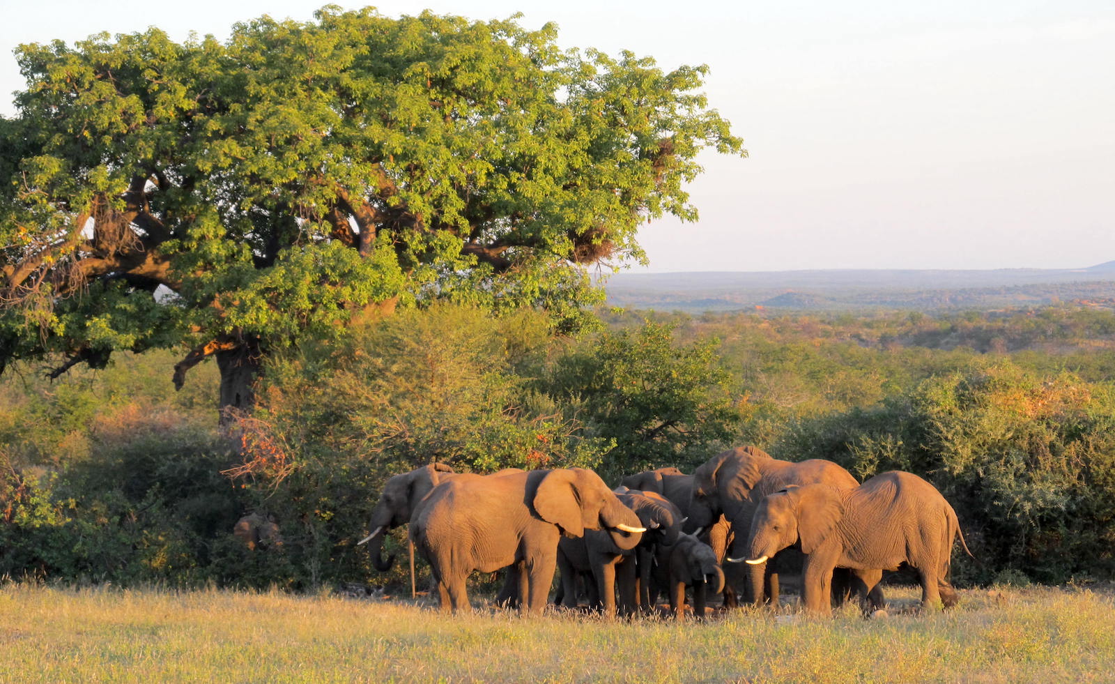 elephants