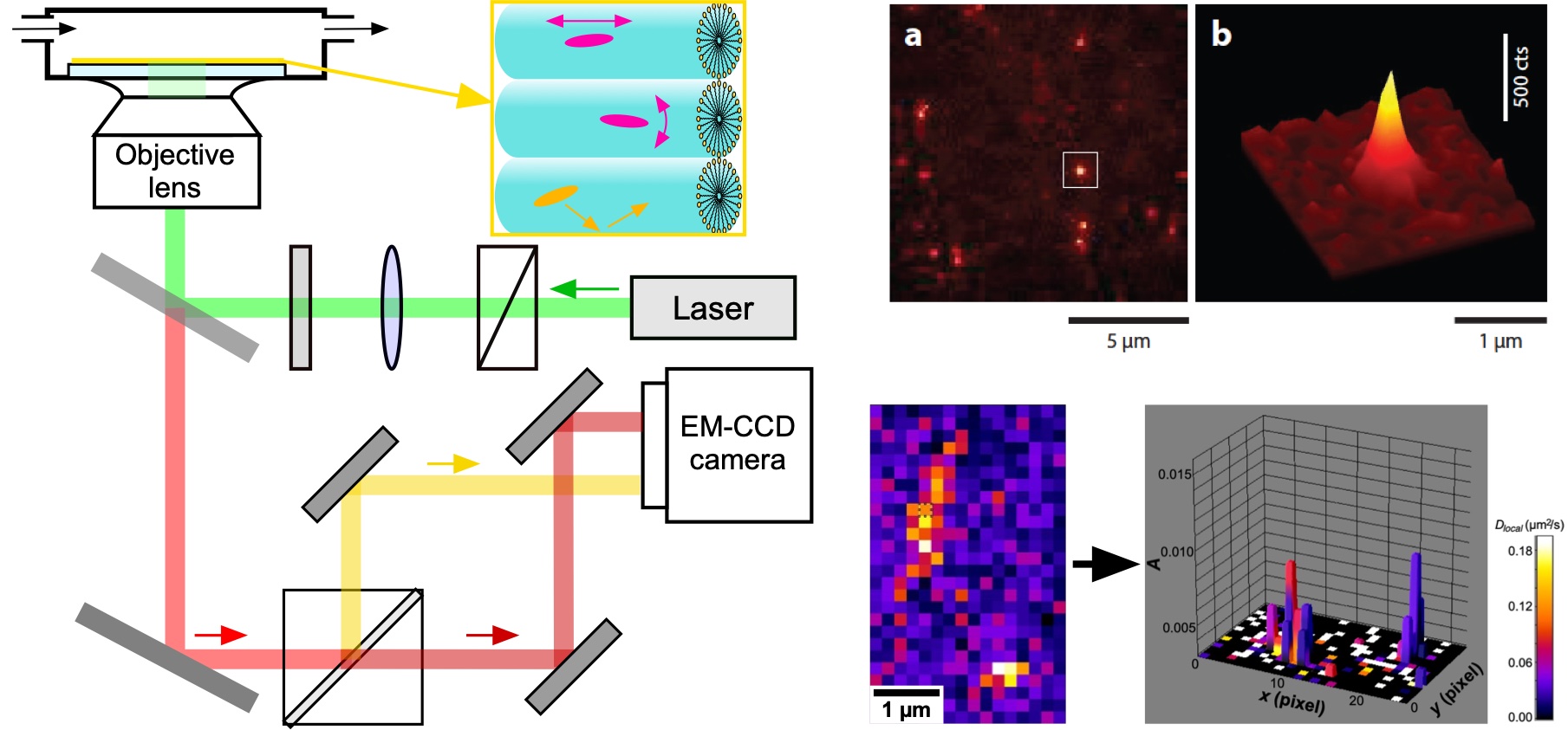 single-molecule fluorescence