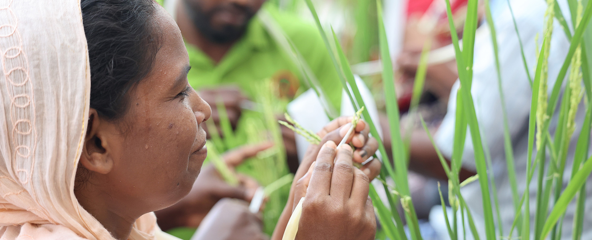 Feed the Future Innovation Lab for Climate Resilient Cereals