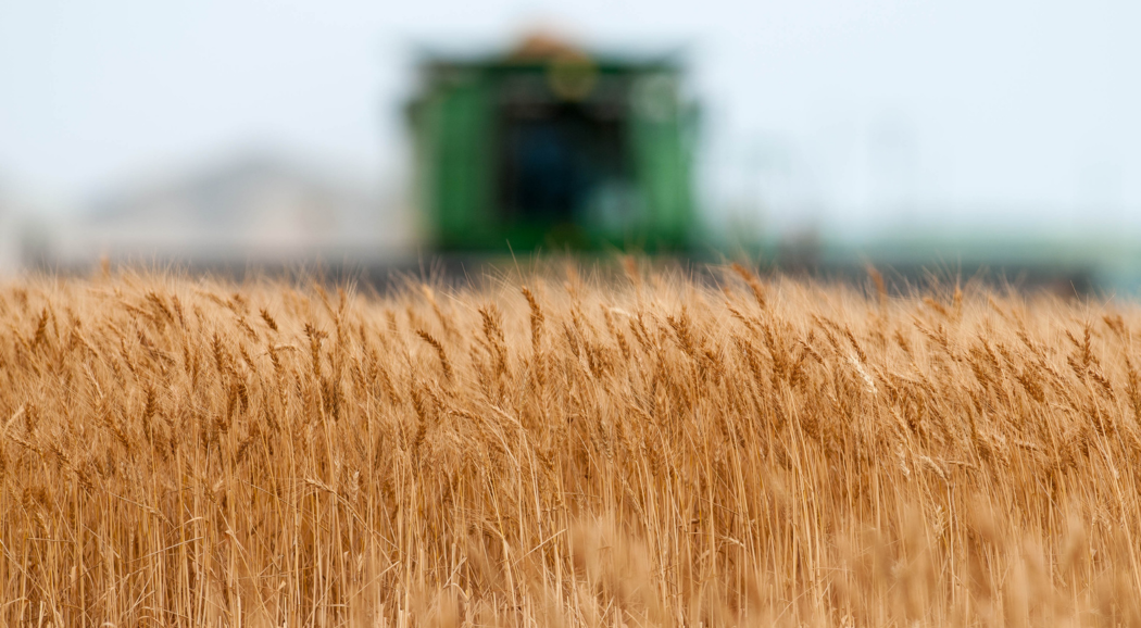 A close up of a wheat field with a blurred combine in the background