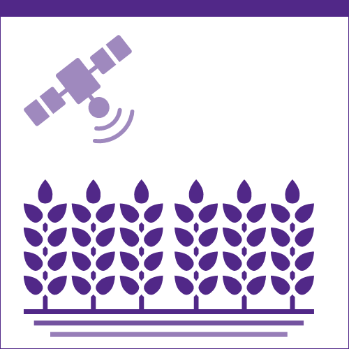 Using satellite data purple icon depicting a crop with a satellite overhead
