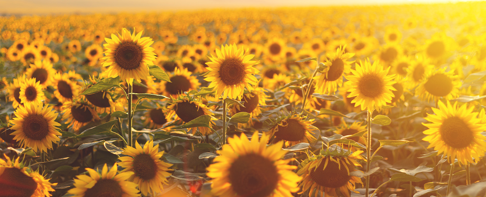 Photo of a field of sunflowers