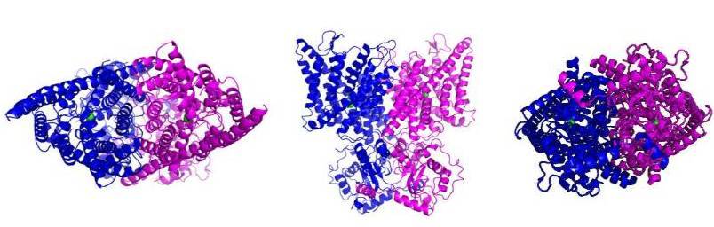 Structural rendering of human CLC-6