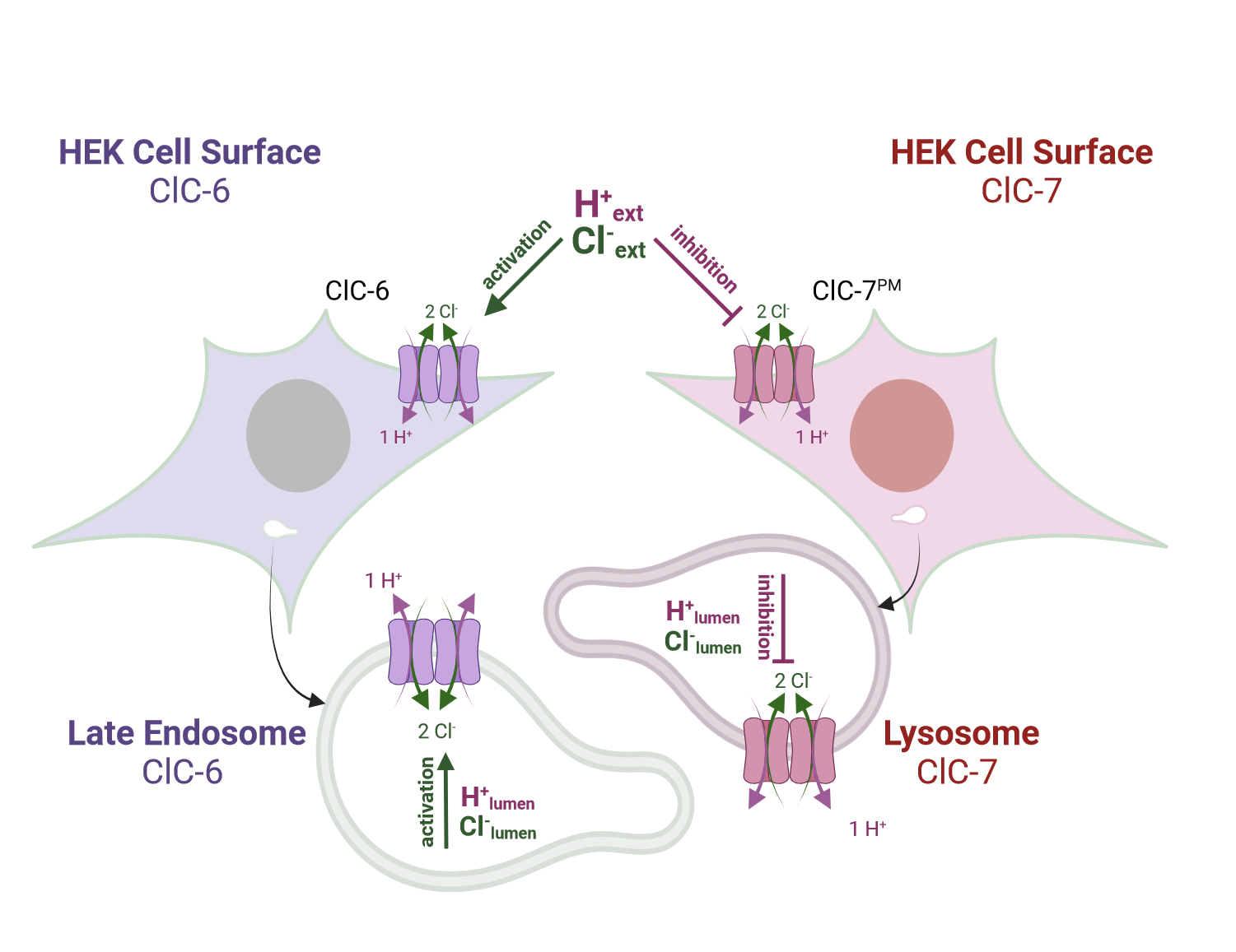 Reciprocal CLC-6 and CLC-7 sensitivity to pH and chloride in endo-lysosomes