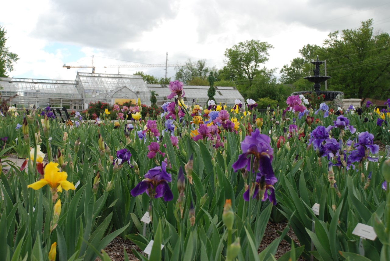 irises