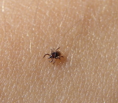 do ticks live in trees or grass