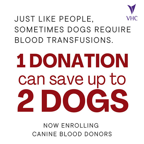 Canine Blood Donor Program flyer