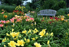 Daylilies and a bench at the K-State Gardens