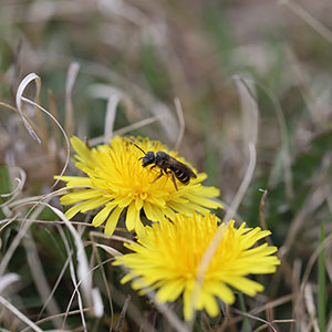 Closeup of bee on bright yellow flower