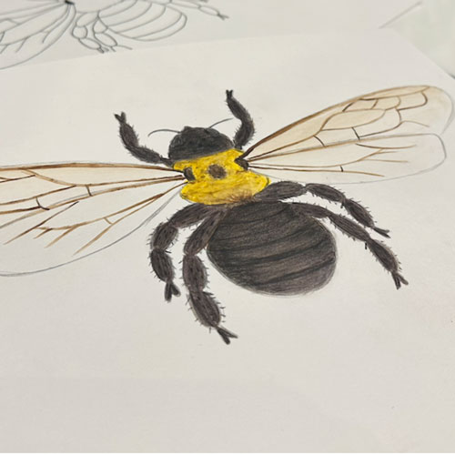 Drawing of a bee