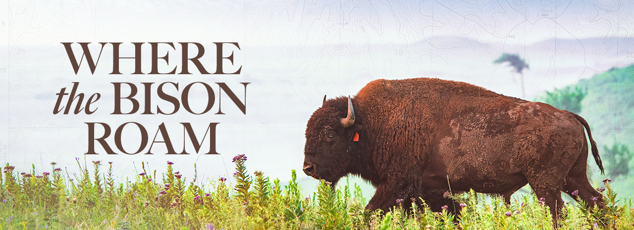 A big chestnut-colored bison walks leftward across a brilliantly green prairie with several stalks of grass and weeds poking up. On the left, overlaid text reads "Where the bison roam."