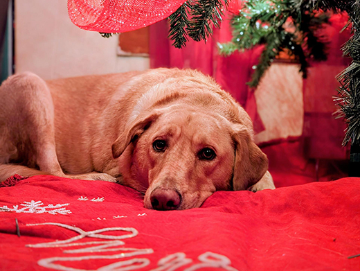 A dog lays under a tree