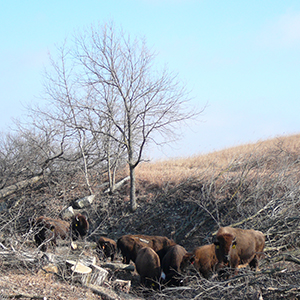 photo of woody vegetation and cattle on prairie