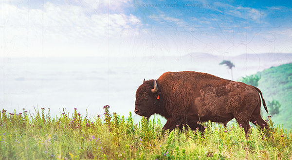 A big brown bison walks across a green landscape.