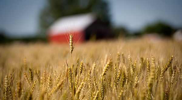 A single head of wheat rises above an amber field of wheat.