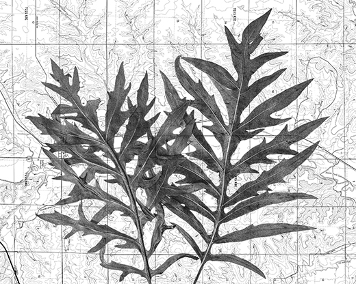 A compass plant on a topographical map.