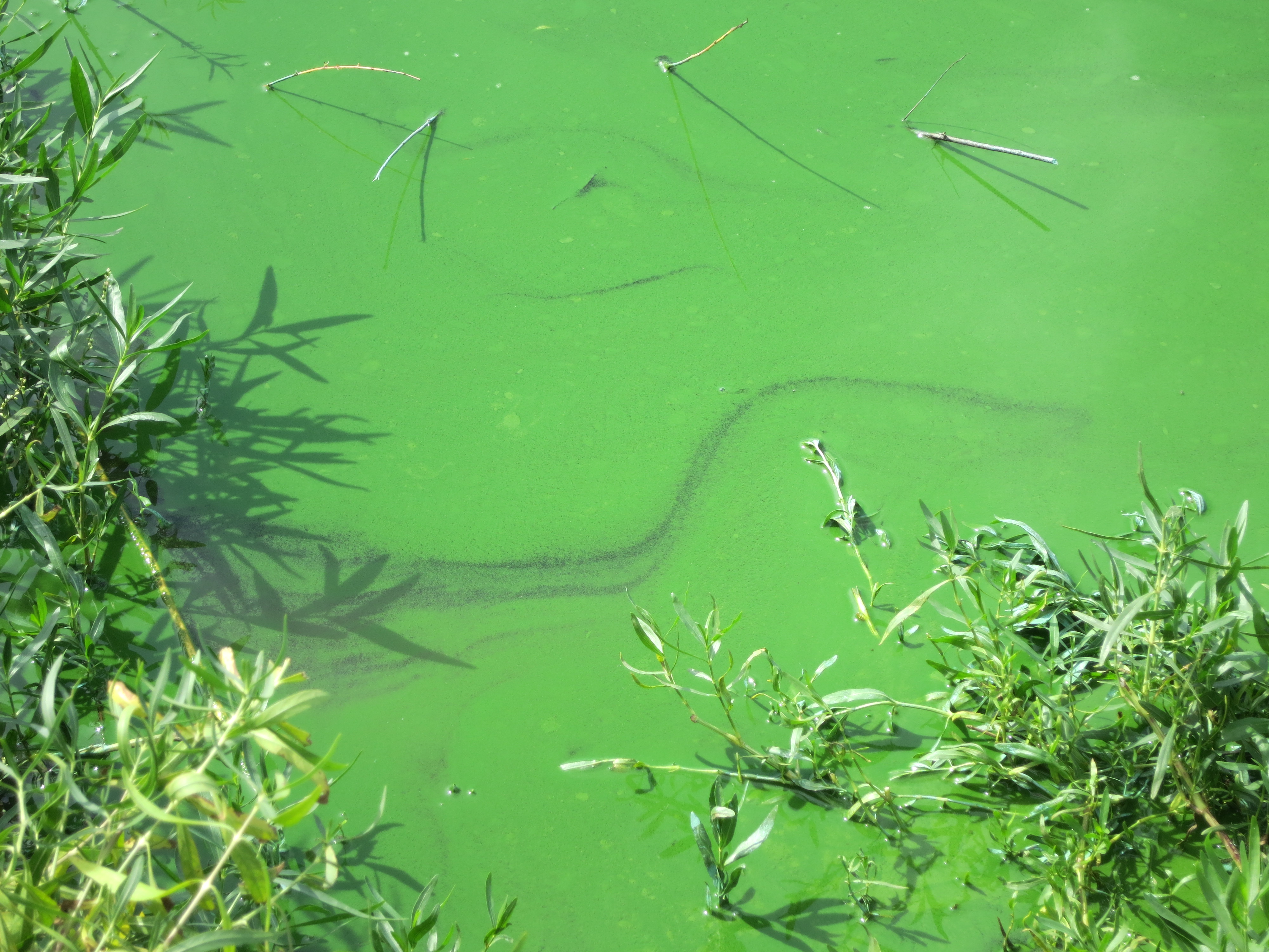 Veterinary Toxicologist Warns Of Blue green Algae Dangers To Livestock 