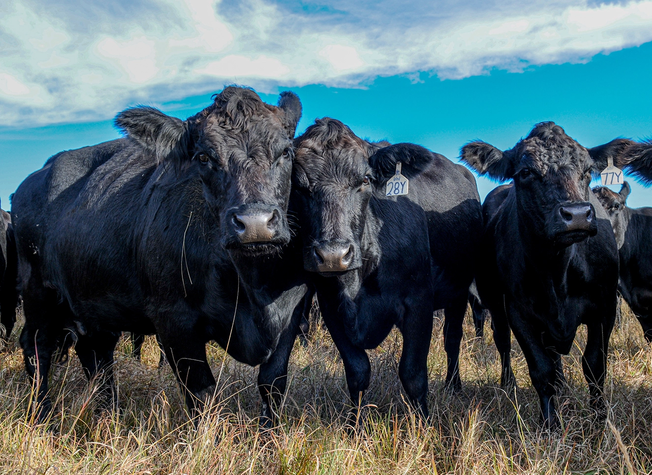 Three black cattle stand closely together in a grassy field under a blue sky, with ear tags visible.