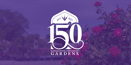 A purple graphic celebrating 150 years of K-State Gardens