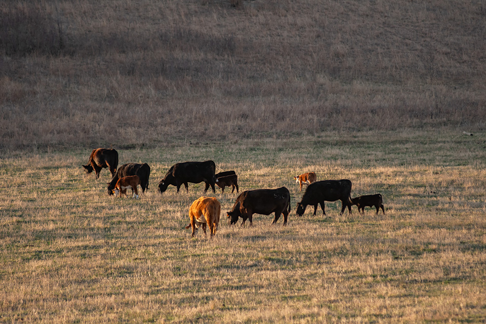 Cows in a field