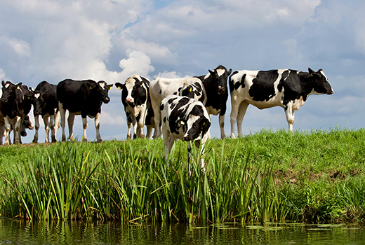 dairy-cows-in-a-green-field-near-water