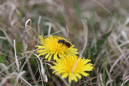 A bee on a yellow flower