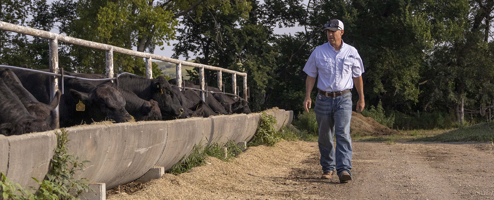 A rancher walks toward the camera along a dirt road next to cattle pens, with the cattle sticking their heads through gaps and over the bunks.