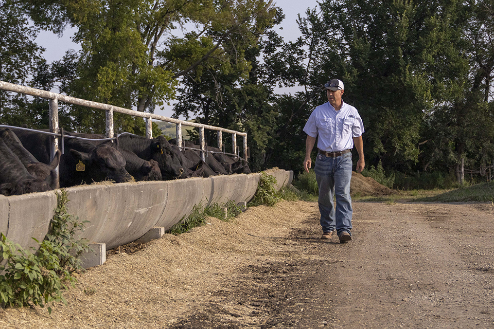 A rancher walks toward the camera along a dirt road next to cattle pens, with the cattle sticking their heads through gaps and over the bunks.