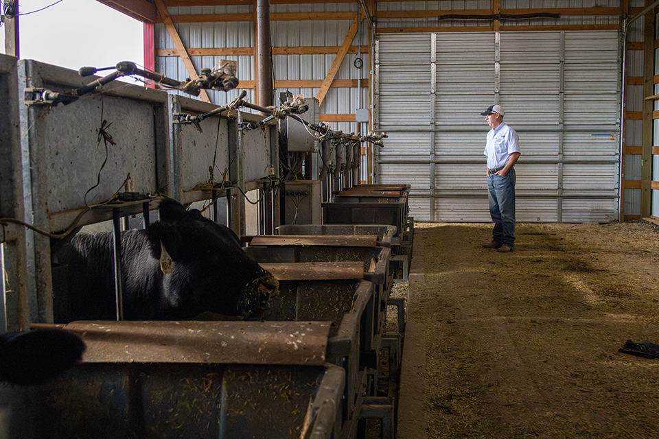 Jon Irvine, a rancher in jeans and a blue short-sleeve button-up, stands in a barn and watches as his cattle stand on special feeding scales and line up to eat from bunks.