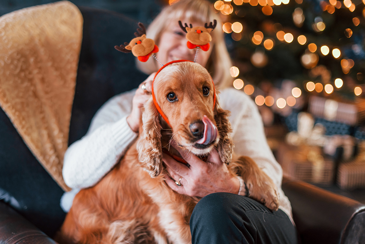 A brown dog licks its nose and wears a headband with two reindeer on springs. The dog is sitting on a woman's lap, and the woman and background holiday lights are blurred.