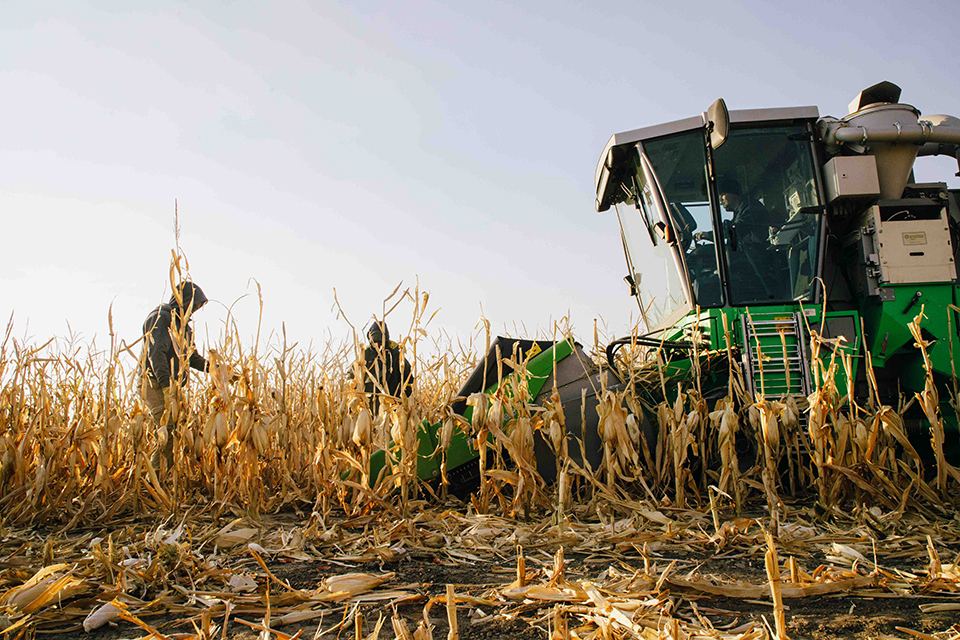 A graduate student and a professor analyze a wheat field beside a large combine around sunset.