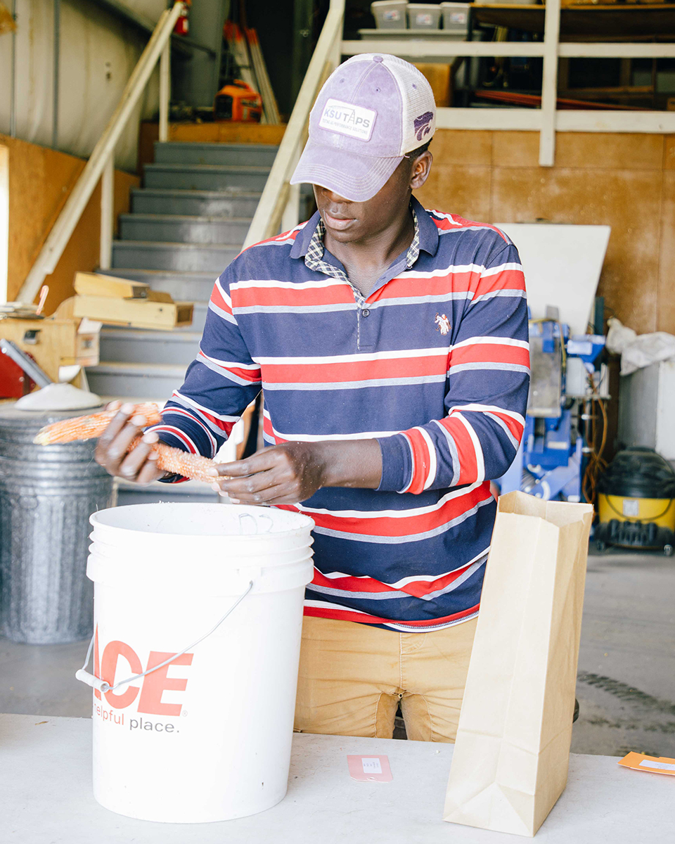 A graduate researchers sorts grain above a bucket inside a barn.