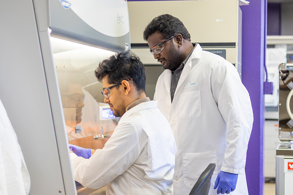 Two men wearing white lab coats, safety glasses, and purple gloves look into a lab hood. 
