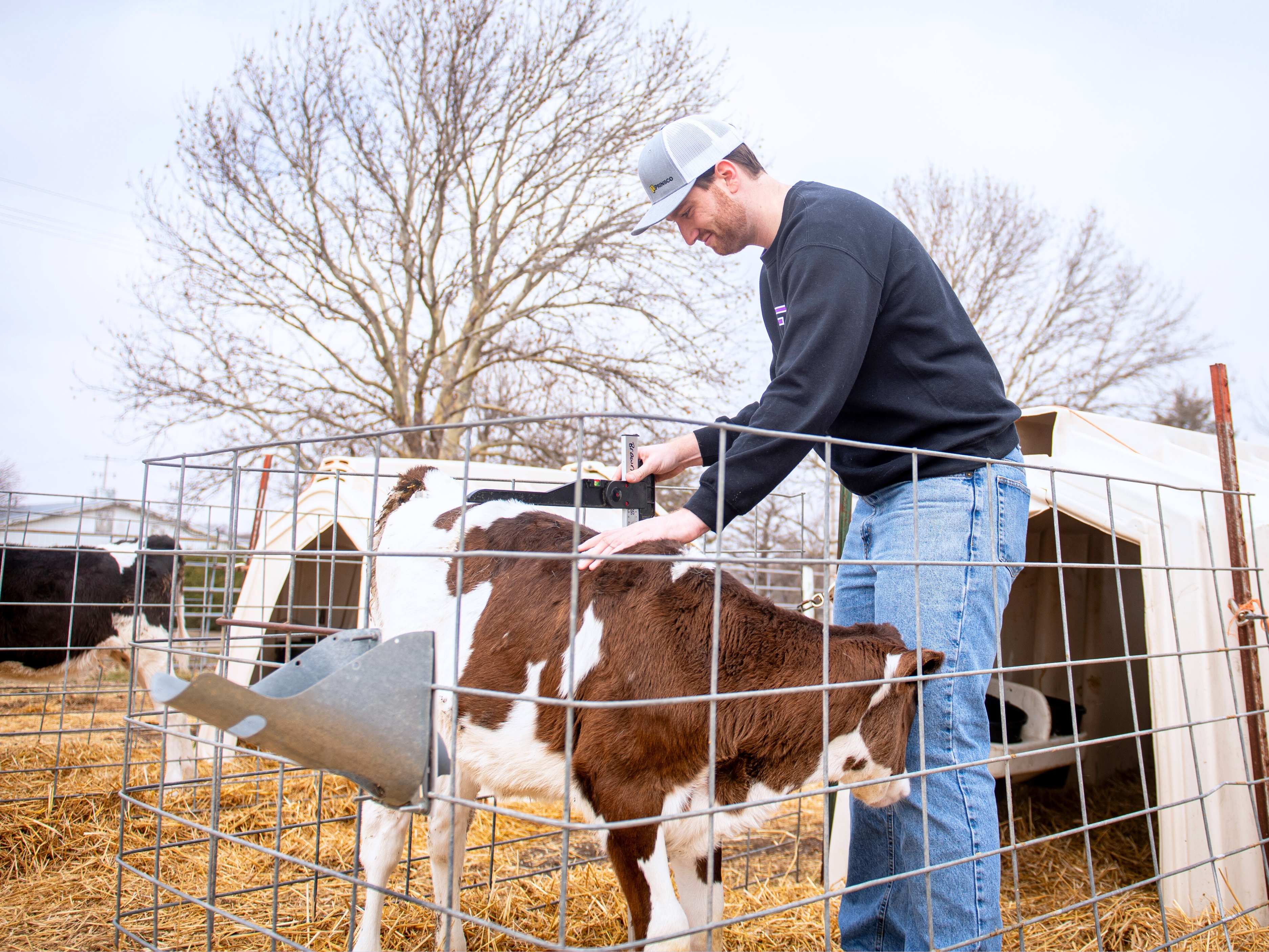 Corwin, wearing a black sweatshirt, blue jeans, and a gray baseball cap, stands in a wire pen with a brown-and-white spotted calf and uses a manual measurement tool to take the calf's height.