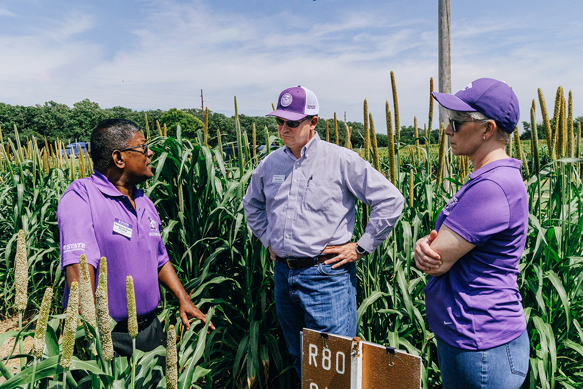 A group of people in purple polos stand in a sorghum field on a slightly cloudy day and have a conversation.