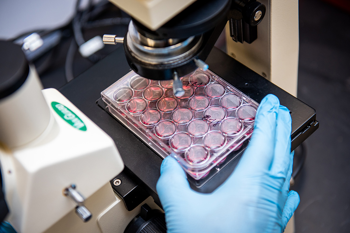 A researcher wears blue gloves and works with liquid samples under a microscope.