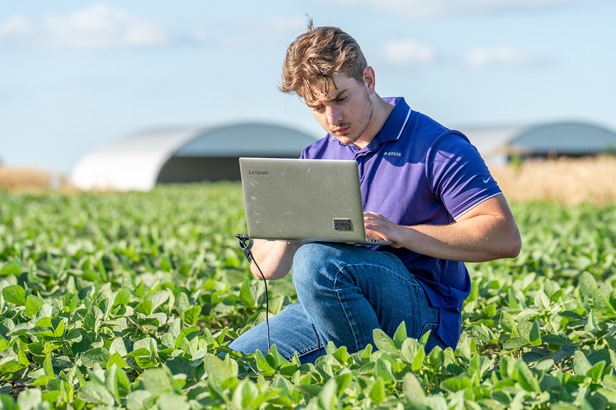 A male student wearing blue jeans and a purple K-State polo kneels in a soybean field with a Lenovo laptop balanced on one knee.