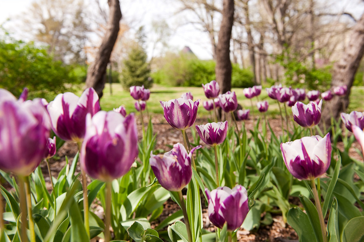 Purple tulips