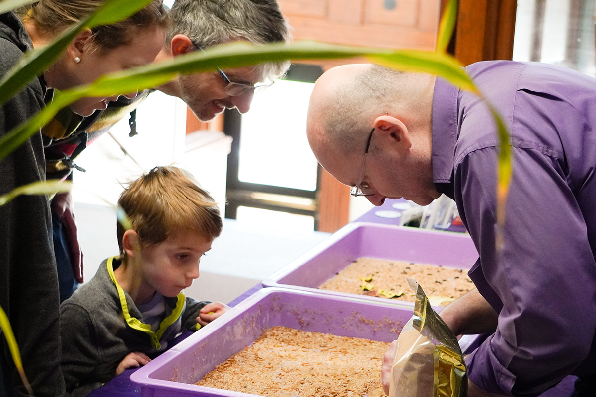 A college professor leands over a table of fine dirt and yellow mealworms and demonstrates the insects to a young boy and his parents.