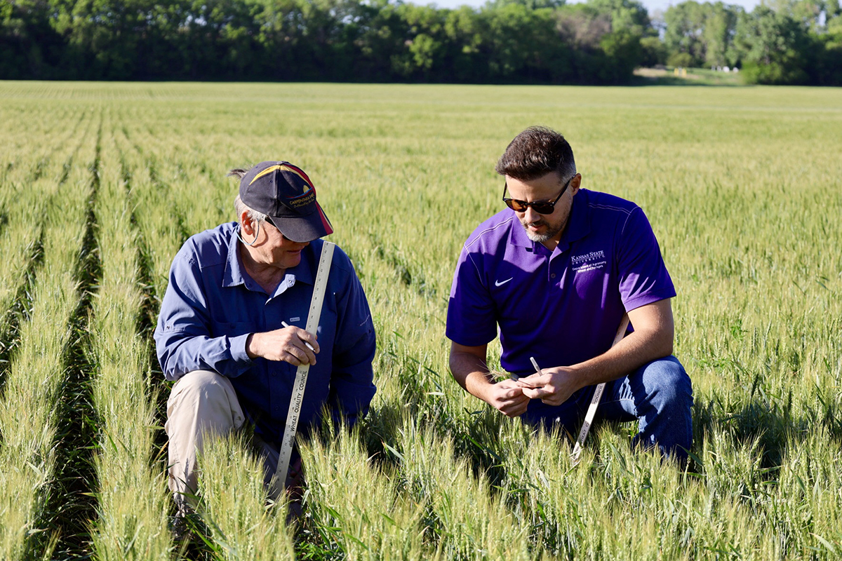 Two wheat researchers kneel with rulers in a field of short heads of wheat.