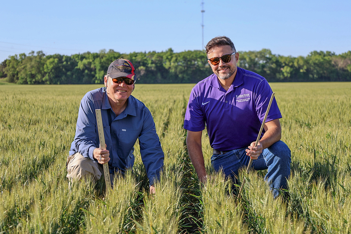 Two wheat researchers kneel with rulers in a field of short heads of wheat.