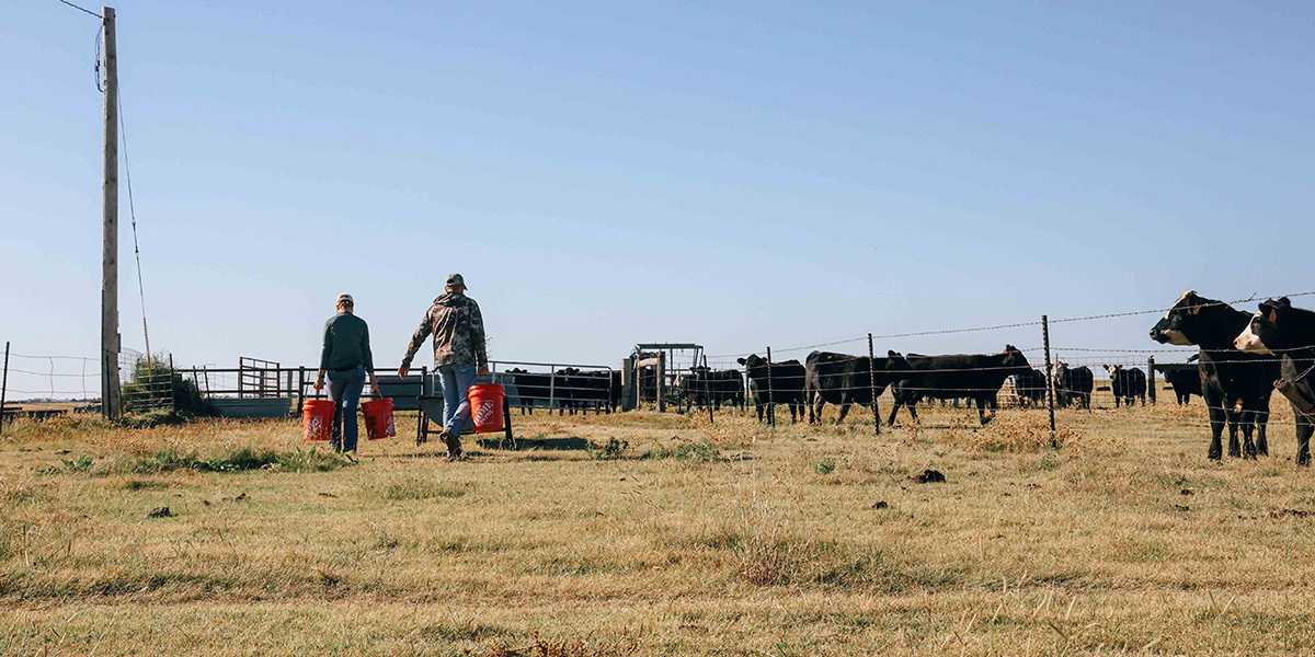 Two people walk toward a gate into a cow pasture holding orange buckets.