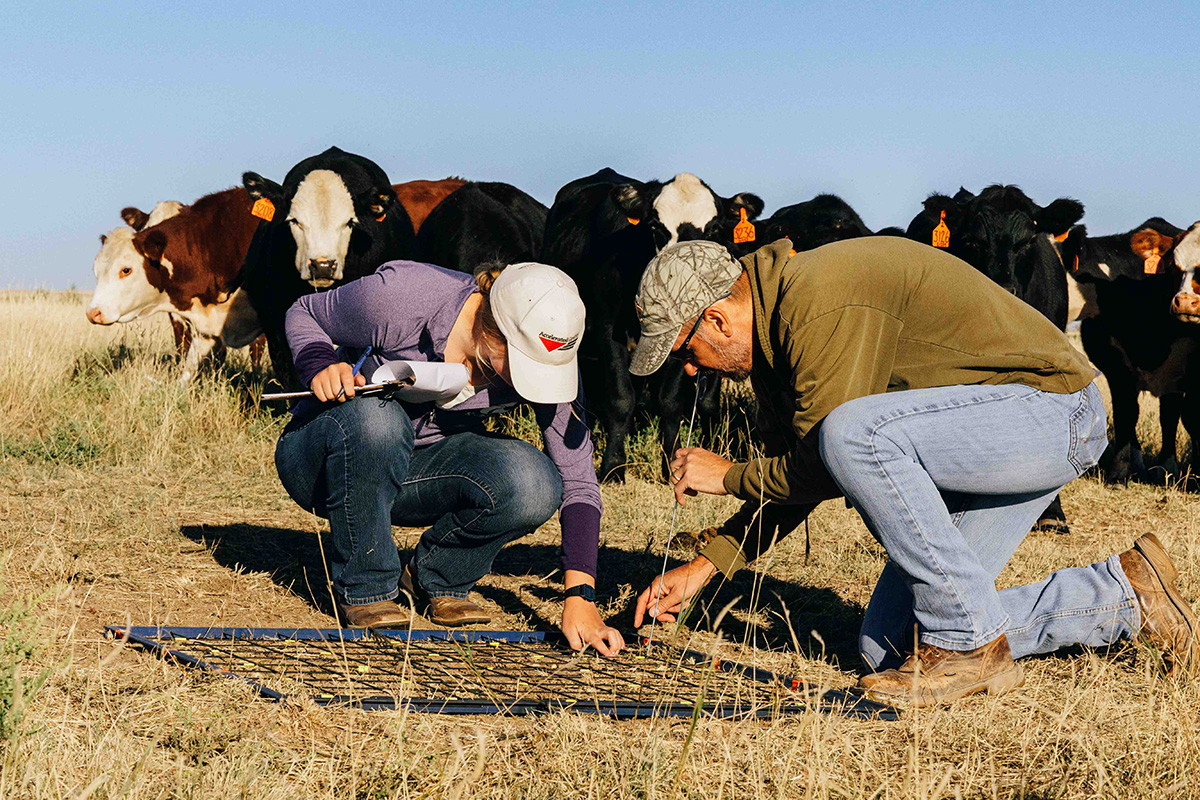 Two people crouch over a metal grate in a field with cows standing behind them.